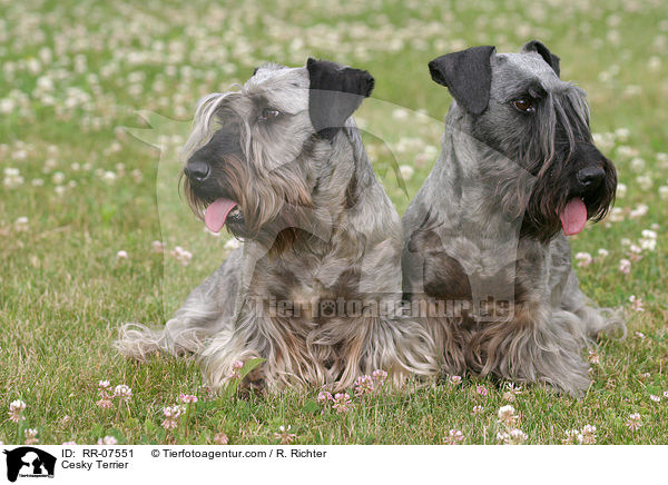 Cesky Terrier / RR-07551