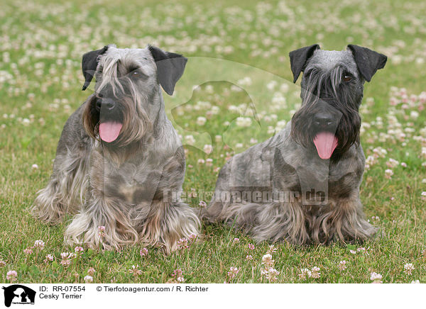 Cesky Terrier / RR-07554