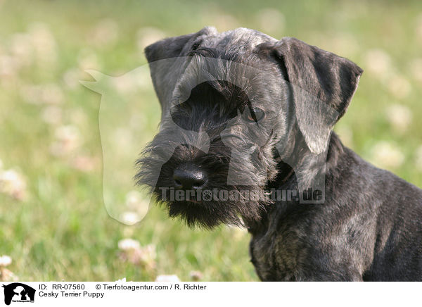 Cesky Terrier Welpe / Cesky Terrier Puppy / RR-07560