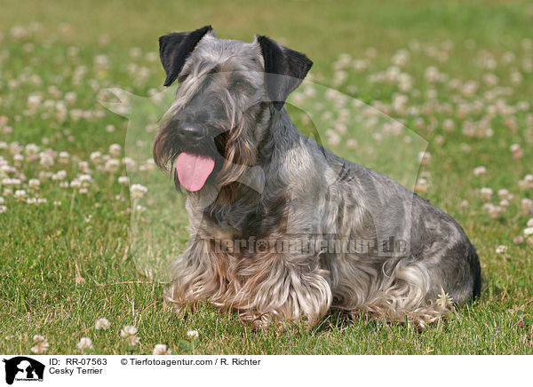 Cesky Terrier / RR-07563
