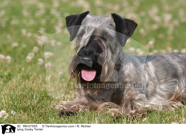 lying Cesky Terrier / RR-07565
