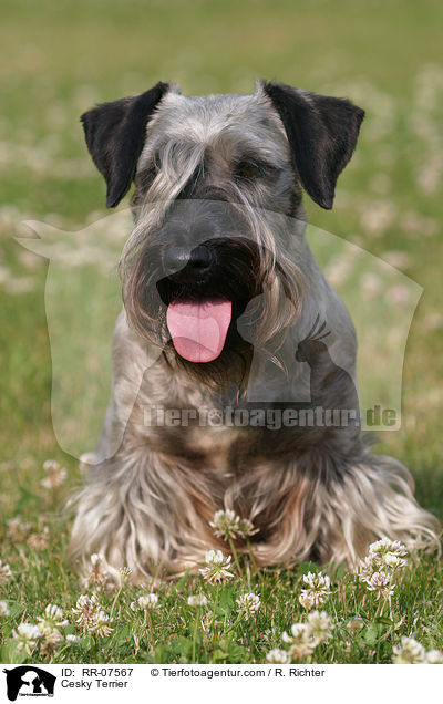 Cesky Terrier / RR-07567