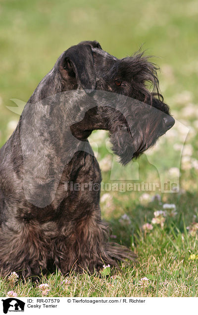 Cesky Terrier / Cesky Terrier / RR-07579