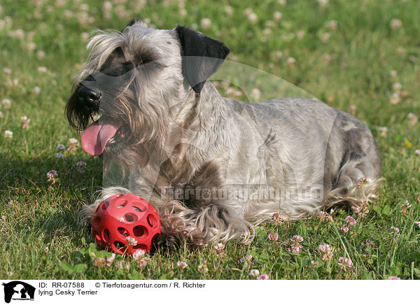 Cesky Terrier liegt im Gras / lying Cesky Terrier / RR-07588