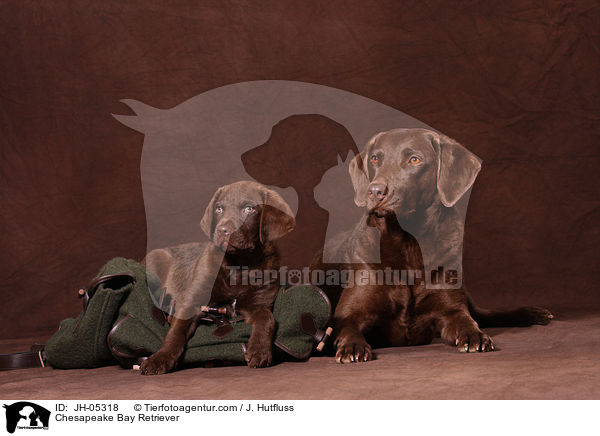 Chesapeake Bay Retriever / Chesapeake Bay Retriever / JH-05318