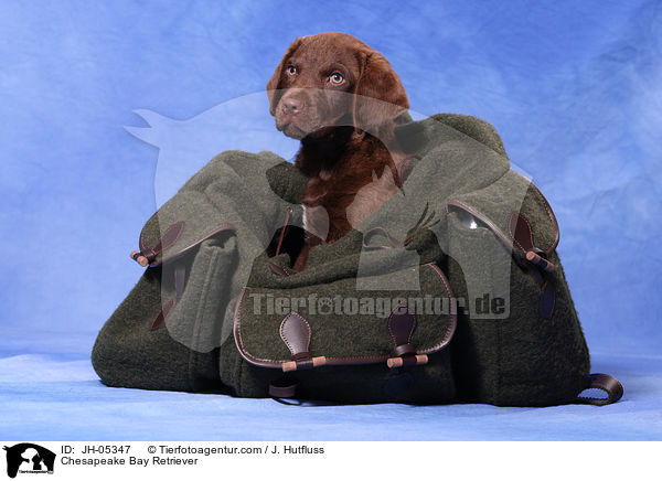 Chesapeake Bay Retriever / Chesapeake Bay Retriever / JH-05347