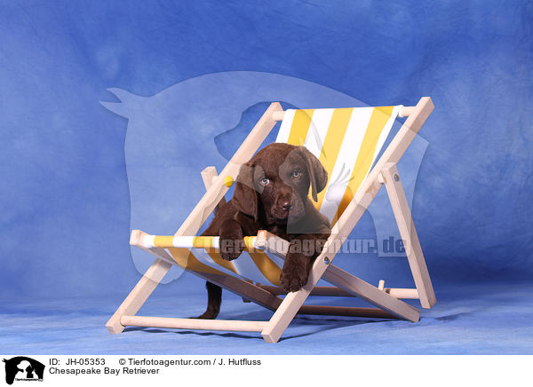 Chesapeake Bay Retriever / Chesapeake Bay Retriever / JH-05353