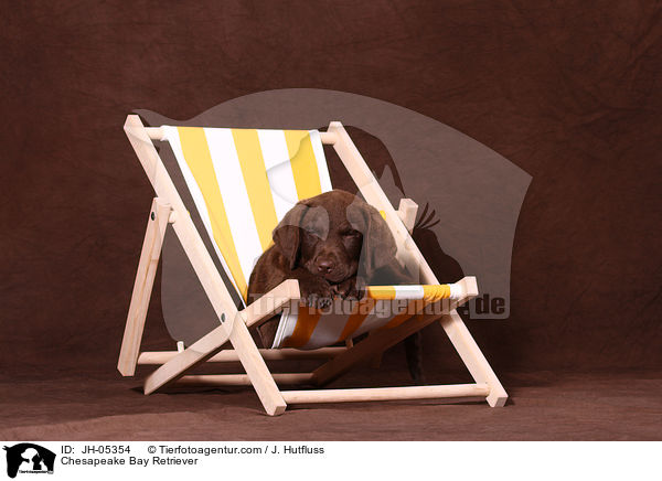 Chesapeake Bay Retriever / Chesapeake Bay Retriever / JH-05354