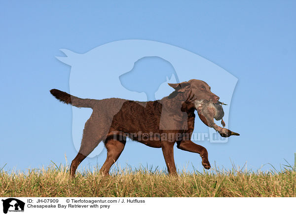 Chesapeake Bay Retriever with prey / JH-07909