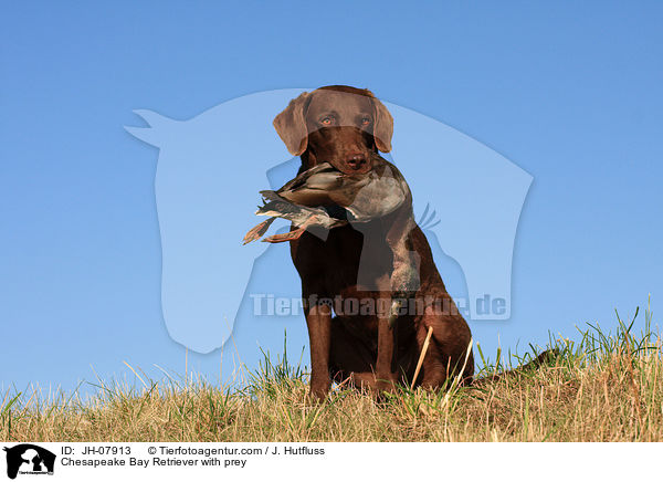 Chesapeake Bay Retriever with prey / JH-07913