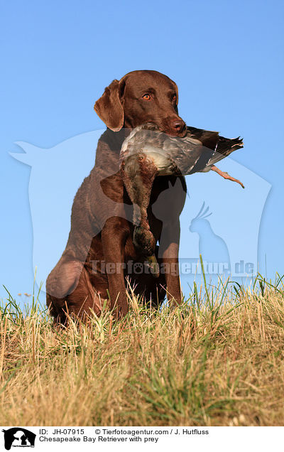 Chesapeake Bay Retriever with prey / JH-07915