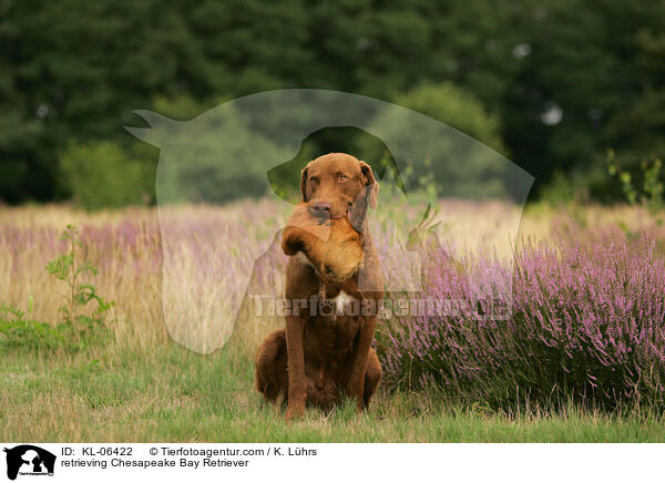 retrieving Chesapeake Bay Retriever / KL-06422