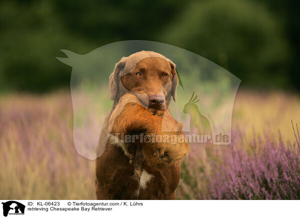 retrieving Chesapeake Bay Retriever / KL-06423