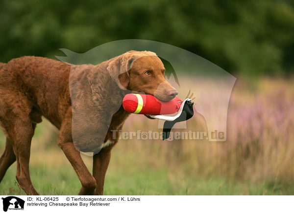 retrieving Chesapeake Bay Retriever / KL-06425
