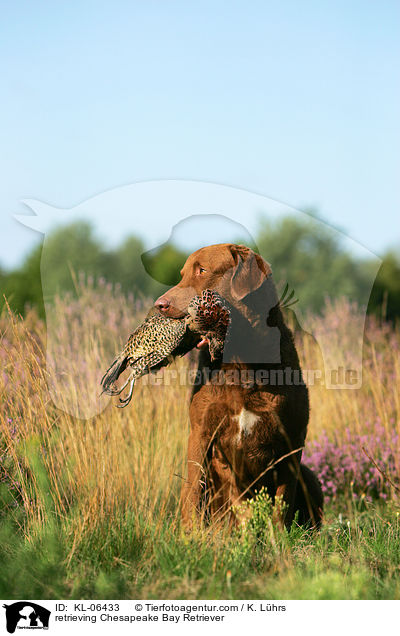 retrieving Chesapeake Bay Retriever / KL-06433