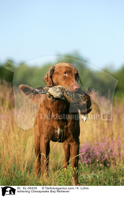 retrieving Chesapeake Bay Retriever / KL-06435