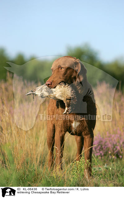 retrieving Chesapeake Bay Retriever / KL-06436