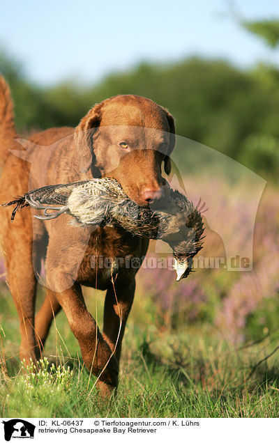 retrieving Chesapeake Bay Retriever / KL-06437