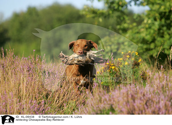 retrieving Chesapeake Bay Retriever / KL-06438