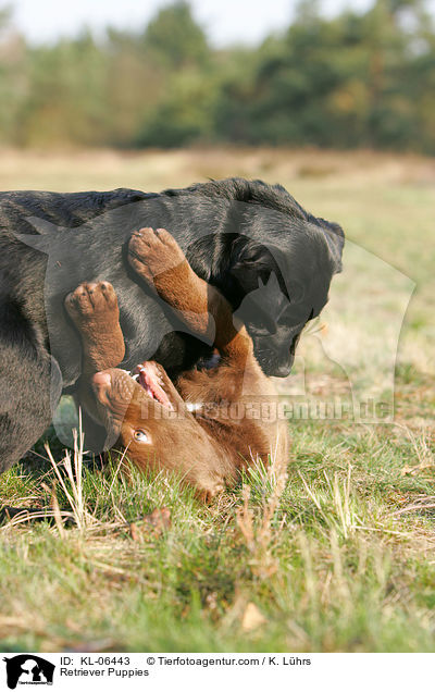 Retriever Puppies / KL-06443