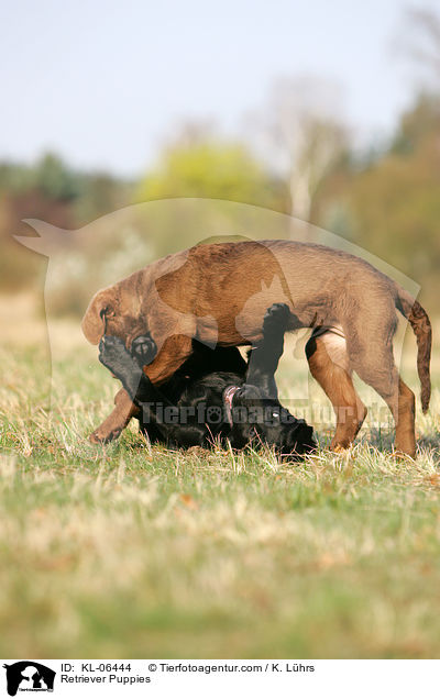 Retriever Puppies / KL-06444
