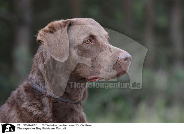 Chesapeake Bay Retriever Portrait / Chesapeake Bay Retriever Portrait / DG-04910