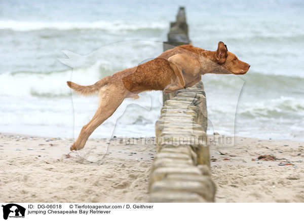 jumping Chesapeake Bay Retriever / DG-06018