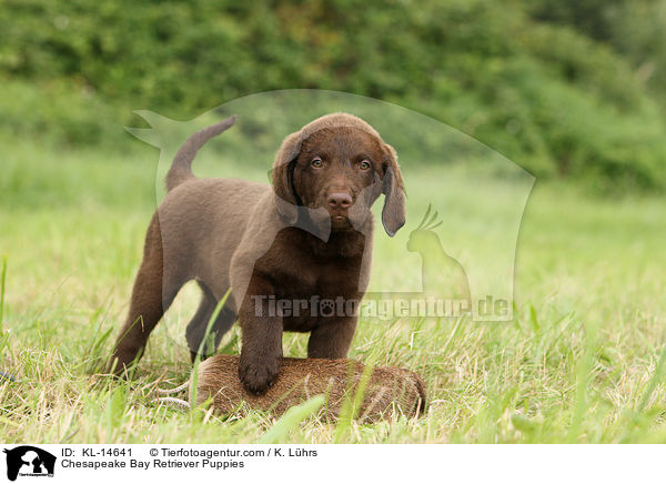 Chesapeake Bay Retriever Puppies / KL-14641