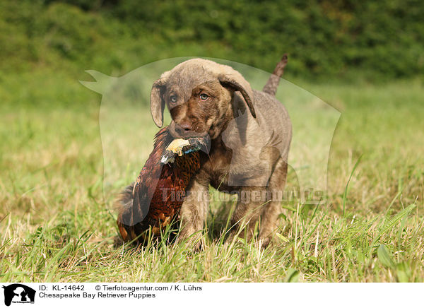 Chesapeake Bay Retriever Puppies / KL-14642