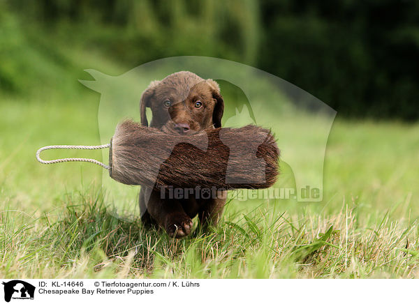 Chesapeake Bay Retriever Puppies / KL-14646