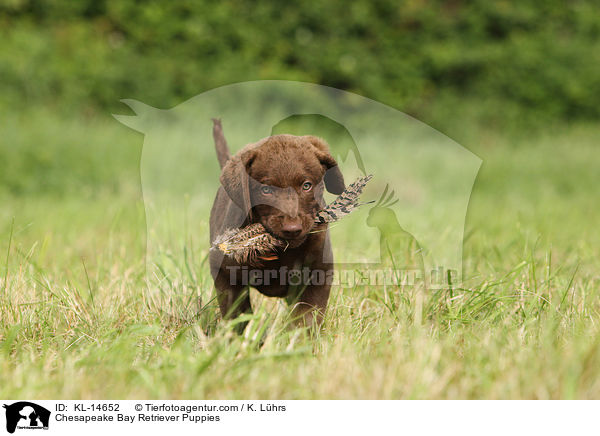 Chesapeake Bay Retriever Puppies / KL-14652