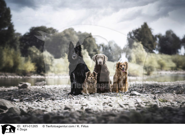 4 Hunde / 4 Dogs / KFI-01265