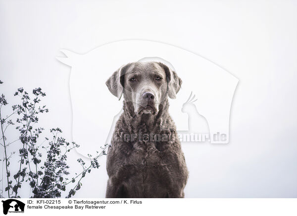 Chesapeake Bay Retriever Hndin / female Chesapeake Bay Retriever / KFI-02215