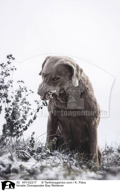female Chesapeake Bay Retriever / KFI-02217