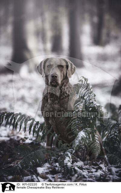 Chesapeake Bay Retriever Hndin / female Chesapeake Bay Retriever / KFI-02220