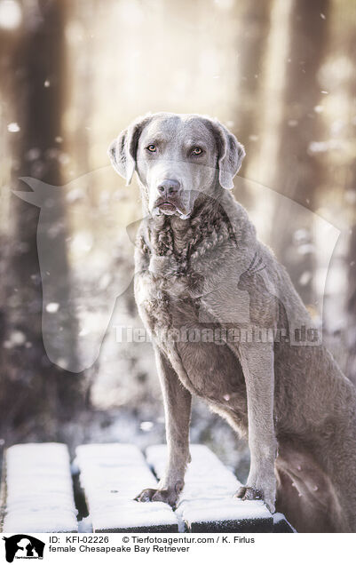 female Chesapeake Bay Retriever / KFI-02226