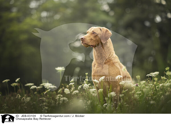 Chesapeake Bay Retriever / Chesapeake Bay Retriever / JEB-03104