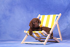 Chesapeake Bay Retriever