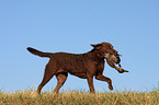Chesapeake Bay Retriever with prey
