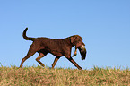 Chesapeake Bay Retriever with prey