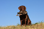 Chesapeake Bay Retriever with prey