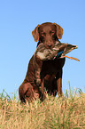 Chesapeake Bay Retriever with prey