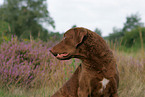 Chesapeake Bay Retriever Portrait