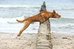 jumping Chesapeake Bay Retriever