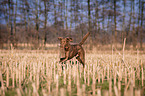 fetching Chesapeake Bay Retriever