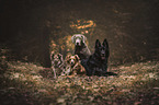 4 Dogs