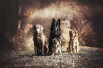 4 Dogs