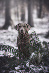 female Chesapeake Bay Retriever