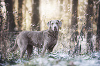 female Chesapeake Bay Retriever