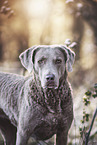 female Chesapeake Bay Retriever